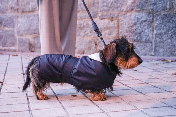 Abrigo impermeable Perro